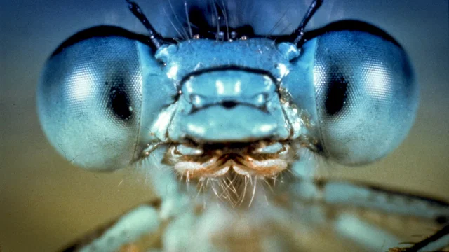 Photo du film : La mouche noire