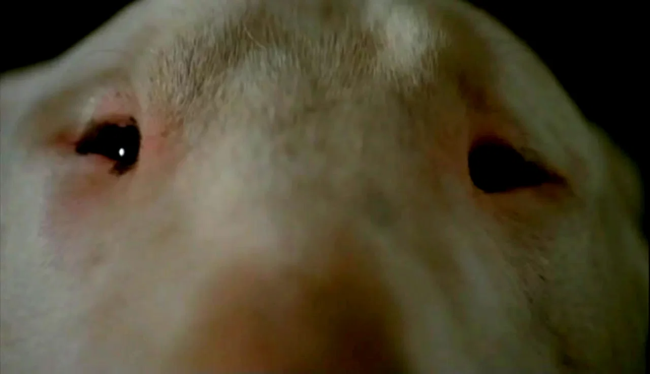 Photo 2 du film : Baxter