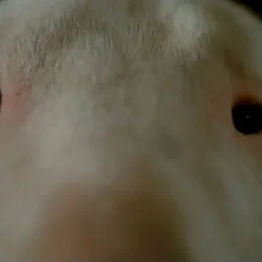 Photo du film : Baxter