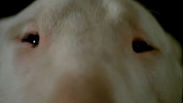 Photo 2 du film : Baxter
