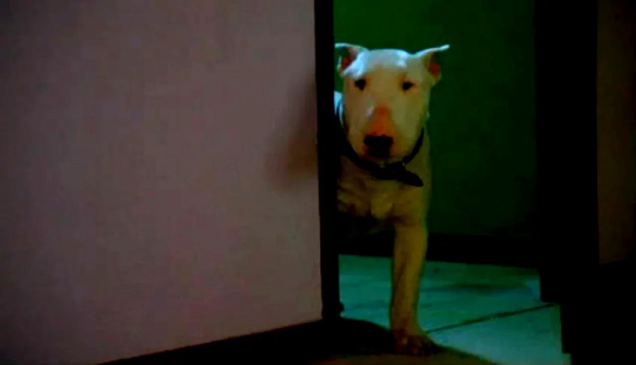 Photo 3 du film : Baxter