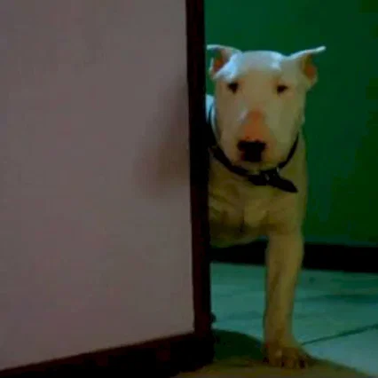 Miniature photo du film : Baxter