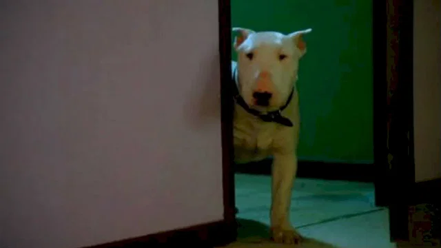 Photo 3 du film : Baxter