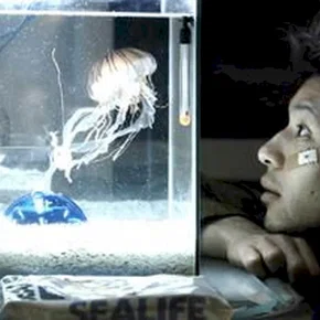 Photo du film : Jellyfish
