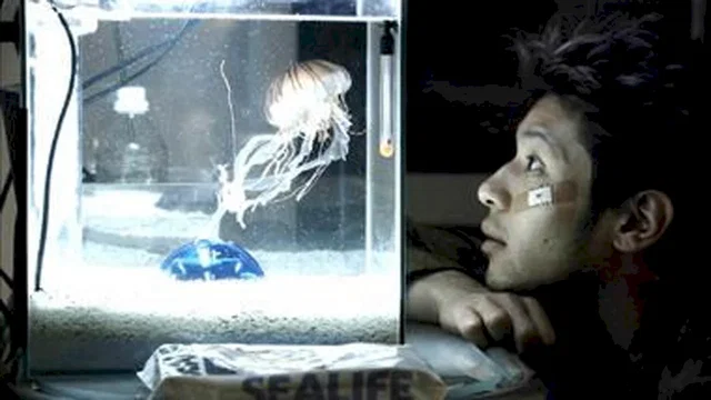 Photo 2 du film : Jellyfish