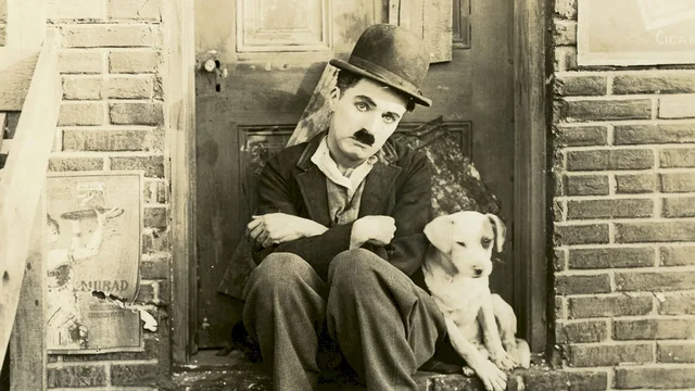 Photo 2 du film : Une vie de chien