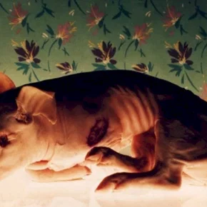 Photo du film : L'ile aux fleurs