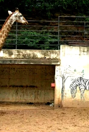Photo 9 du film : Girafada