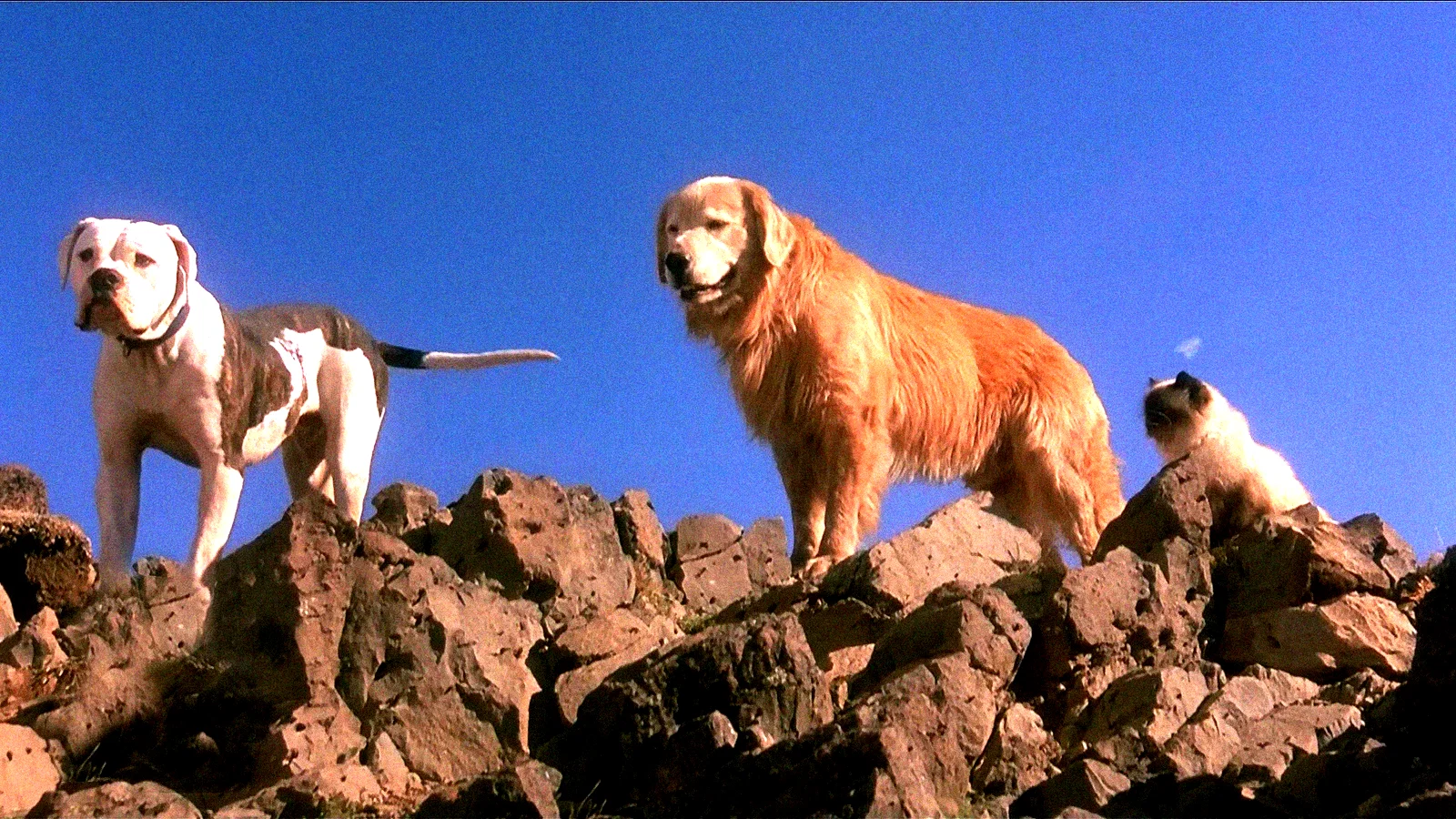 Photo 2 du film : L'incroyable voyage