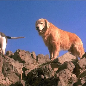 Photo du film : L'incroyable voyage