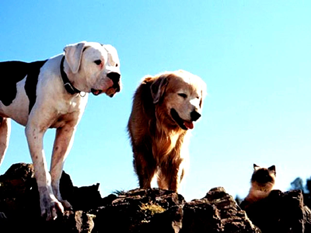 Photo 3 du film : L'incroyable voyage
