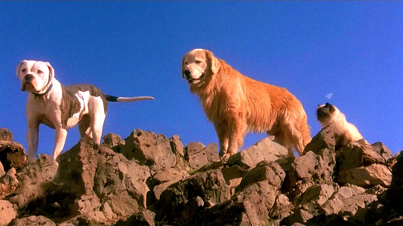 Photo 5 du film : L'incroyable voyage