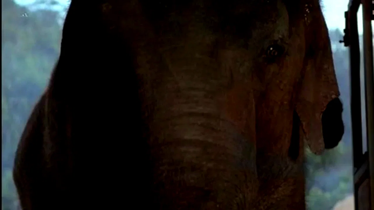 Photo 3 du film : Operation dumbo drop