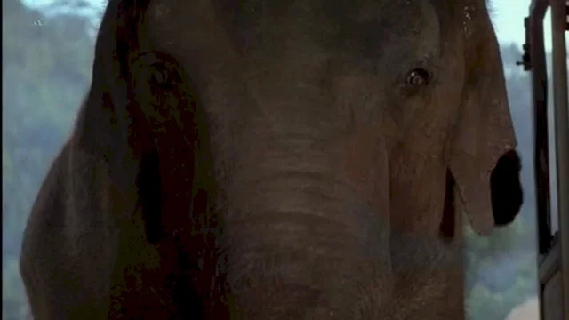 Photo du film : Operation dumbo drop