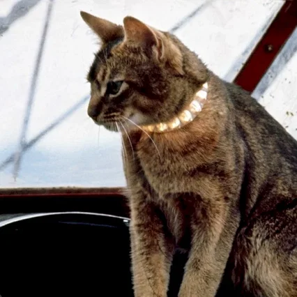 Miniature photo du film : Le chat qui vient de l'espace