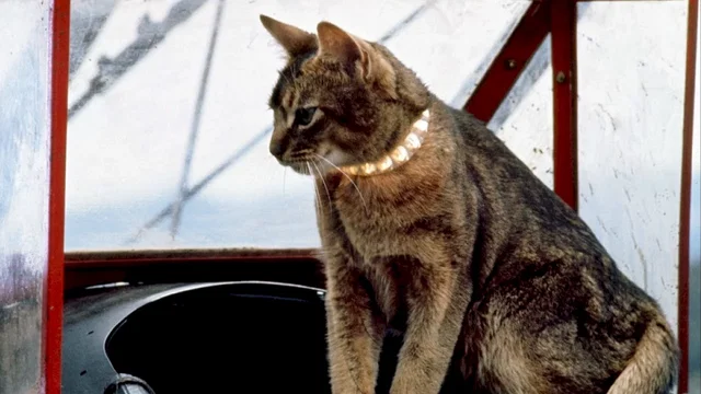 Photo du film : Le chat qui vient de l'espace