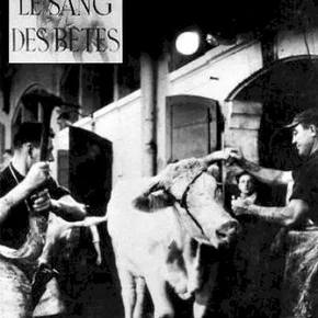 Photo du film : Le sang des betes