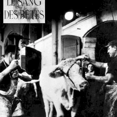 Miniature photo du film : Le sang des betes