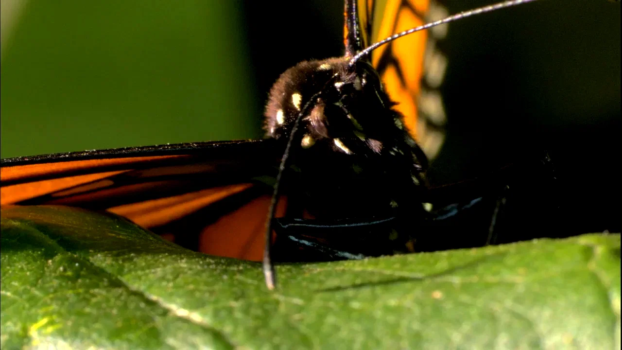 Photo 3 du film : Papillon