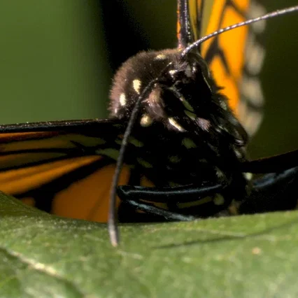 Miniature photo du film : Papillon