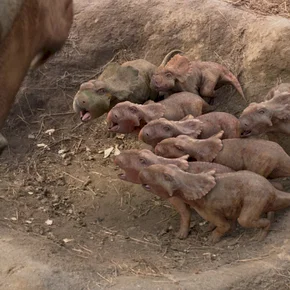 Photo du film : Sur la terre des Dinosaures 