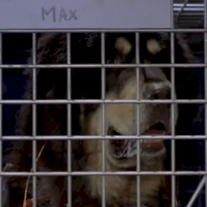 Photo du film : Man's best friend