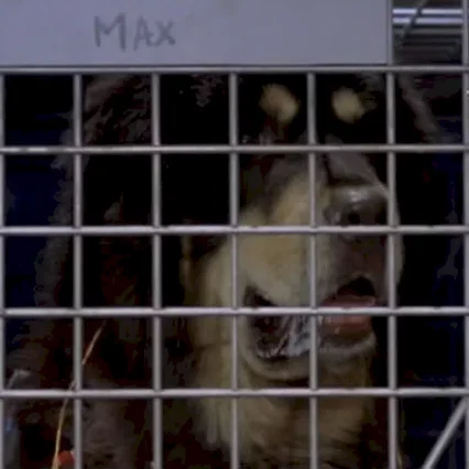 Miniature photo du film : Man's best friend
