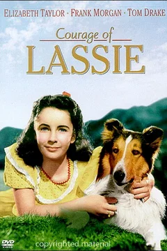 Affiche du film Le courage de lassie