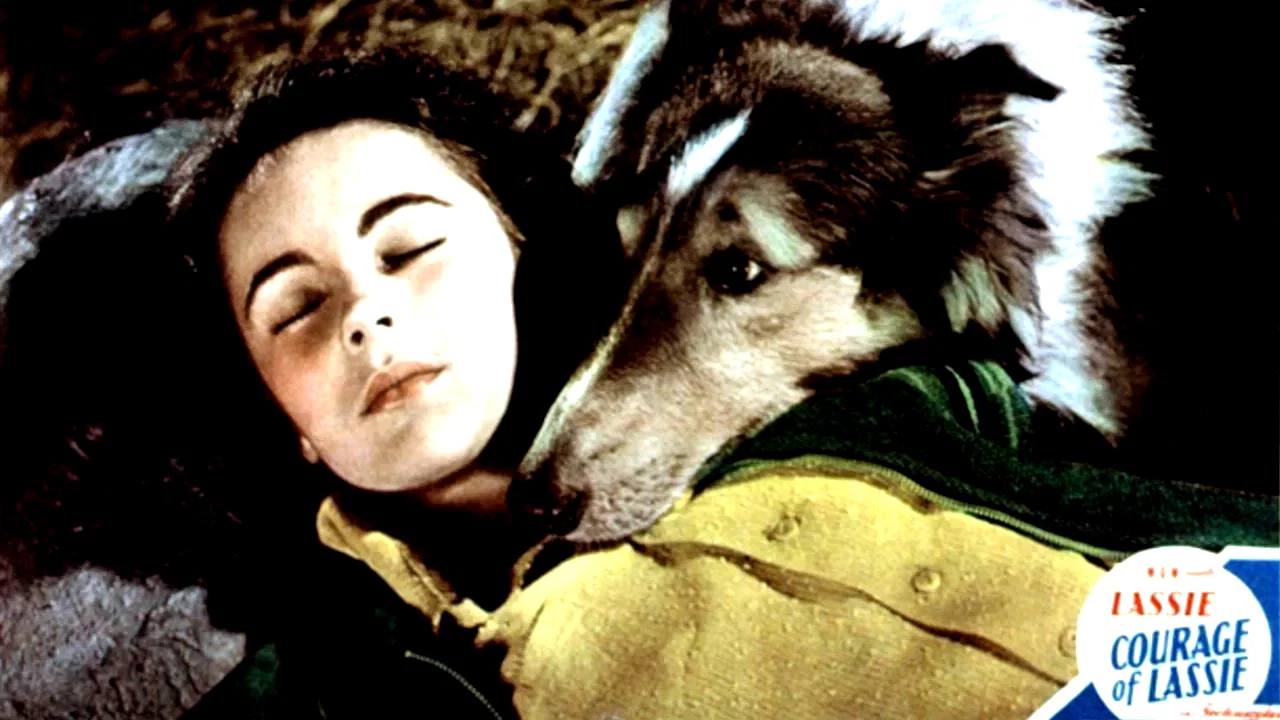 Photo 2 du film : Le courage de lassie