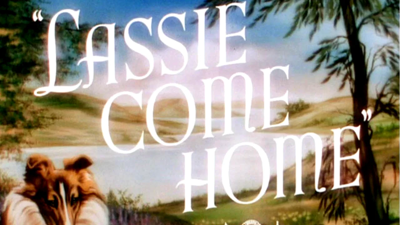 Photo 2 du film : Fidele lassie