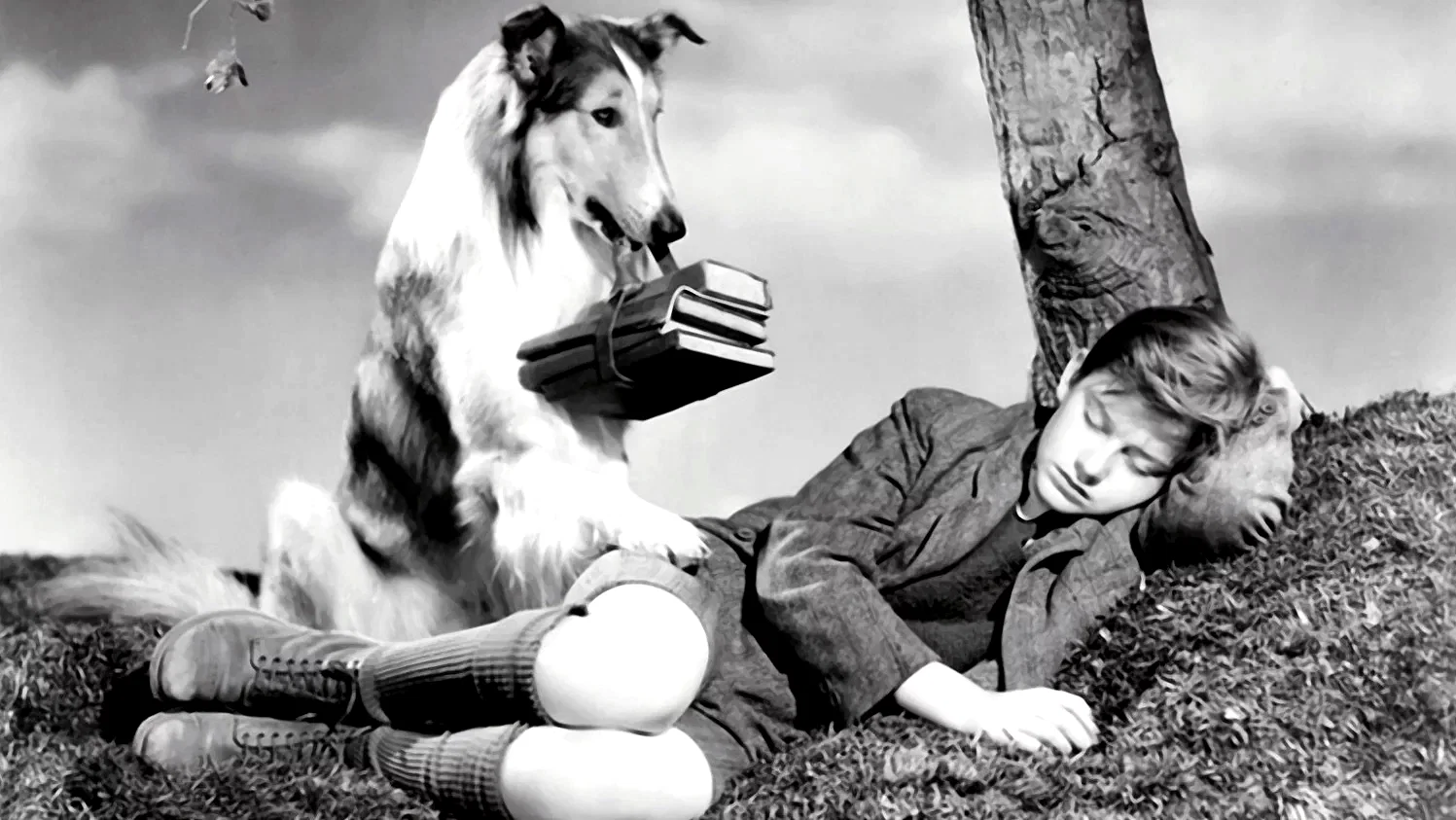 Photo 3 du film : Fidele lassie