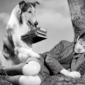 Photo du film : Fidele lassie