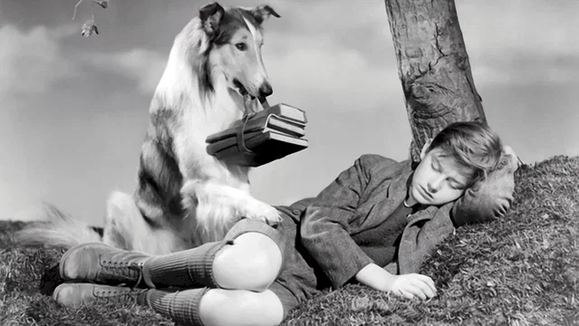 Photo du film : Fidele lassie