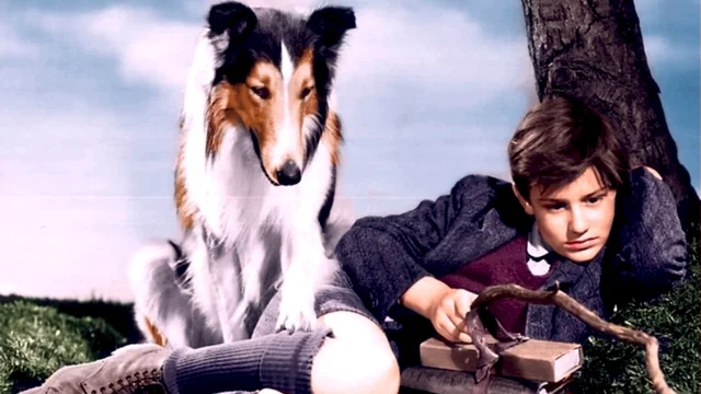 Photo du film : Fidele lassie