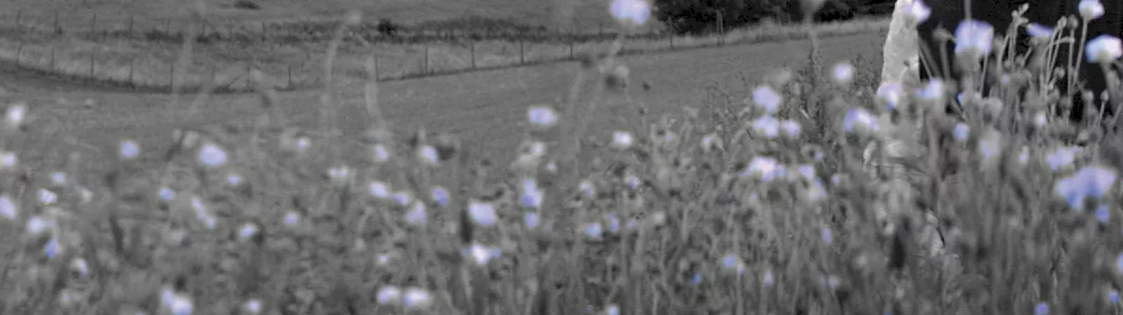 Photo 4 du film : Heimat 1 : Chronique d'un rêve