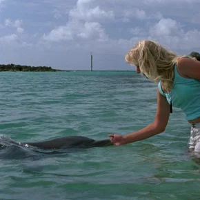 Photo du film : Les dauphins