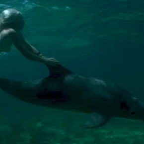 Photo du film : Les dauphins