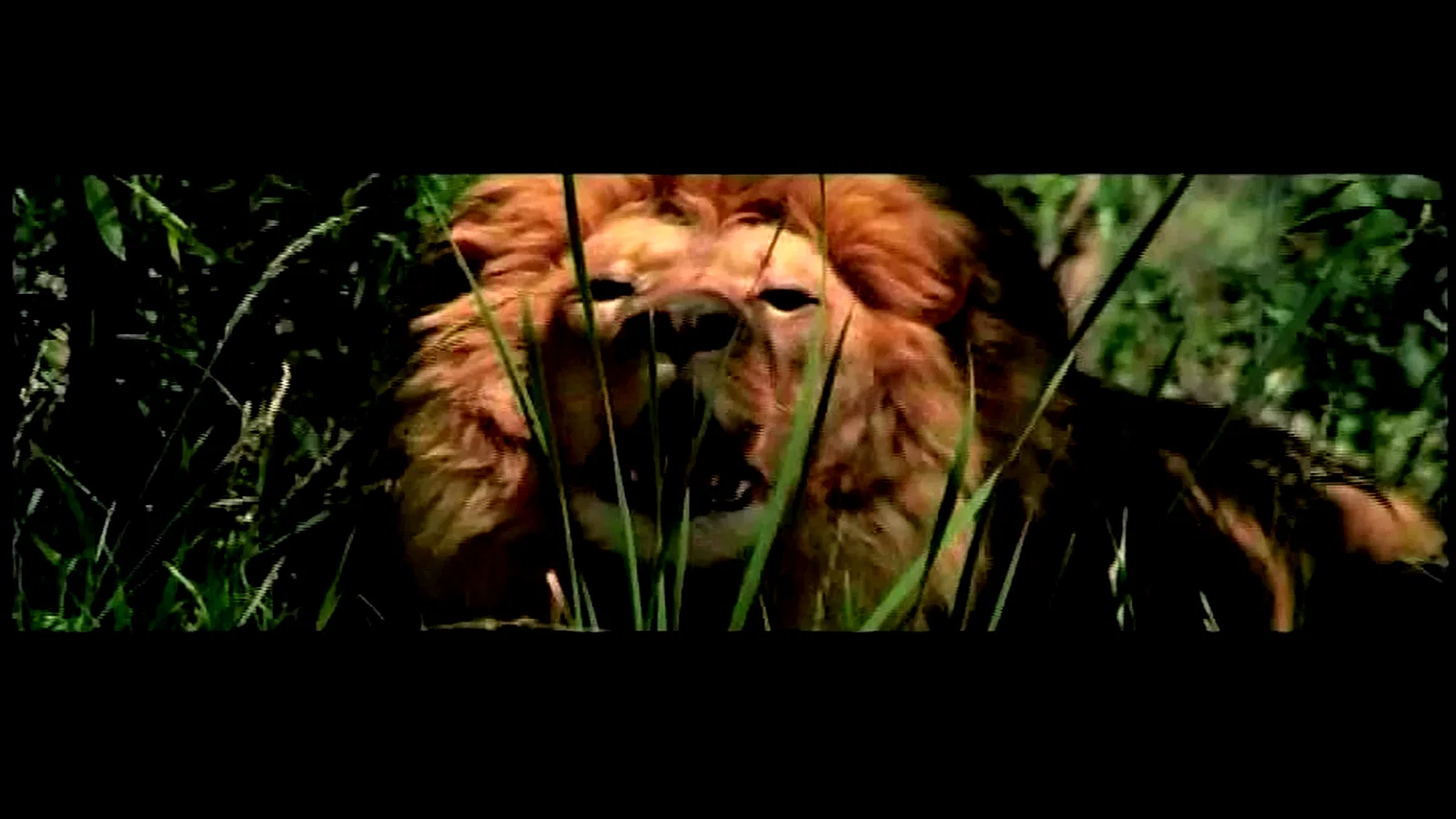 Photo 2 du film : Roar