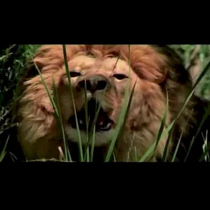 Miniature photo du film : Roar