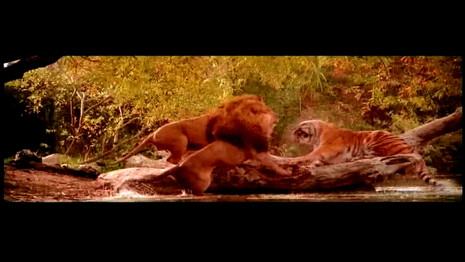 Photo 3 du film : Roar