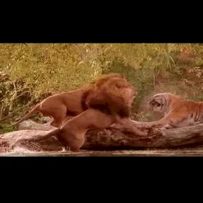 Photo du film : Roar