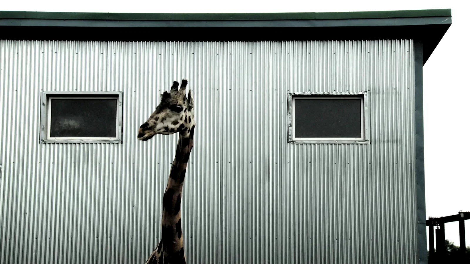 Photo 2 du film : Bestiaire