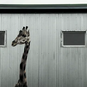 Photo du film : Bestiaire