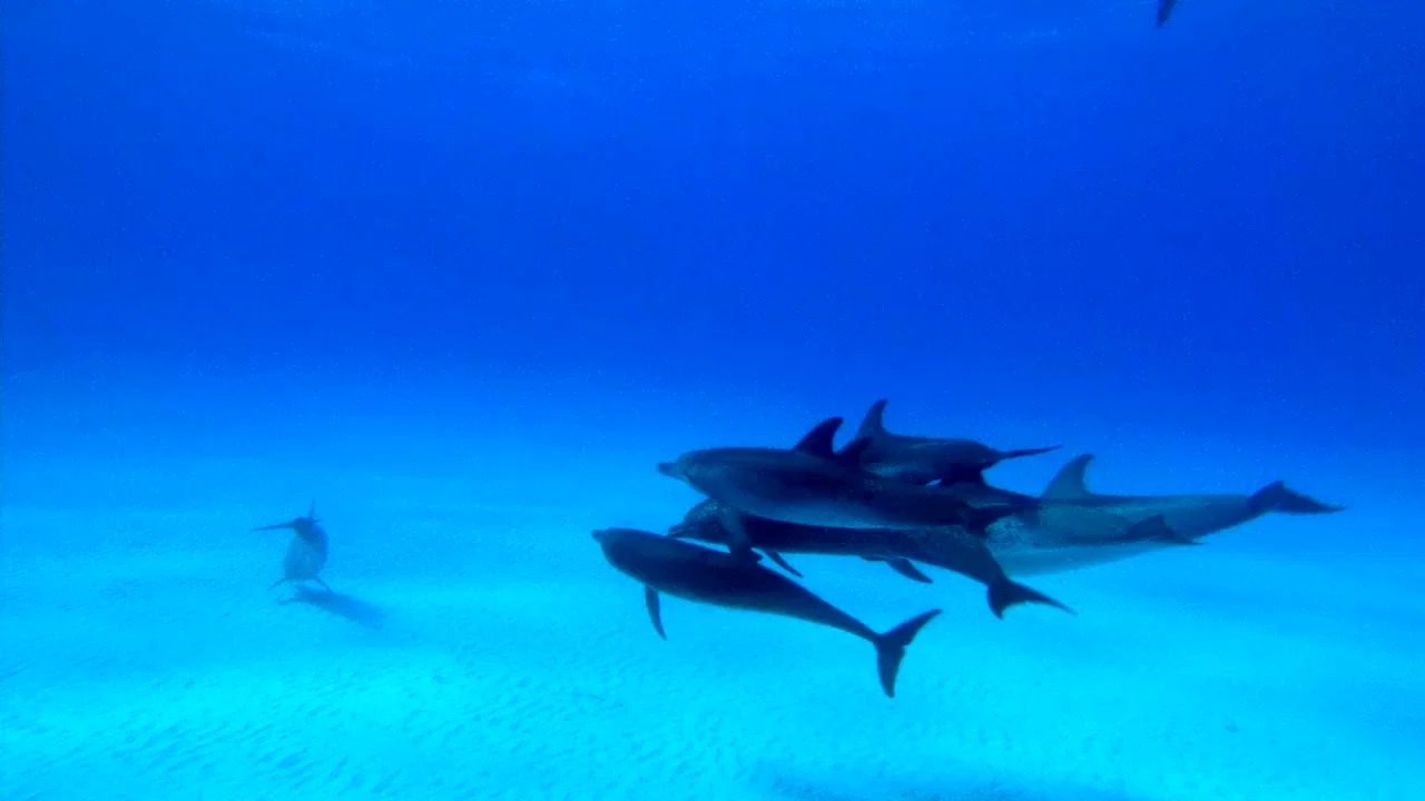 Photo 2 du film : Dauphins et Baleines 3D, nomades des Mers