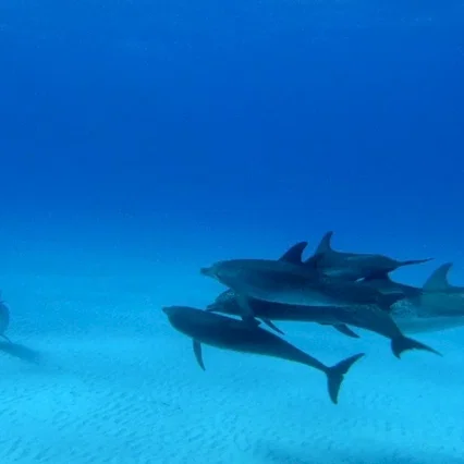 Miniature photo du film : Dauphins et Baleines 3D, nomades des Mers