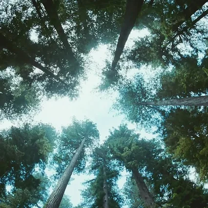 Miniature photo du film : L'arbre de vie