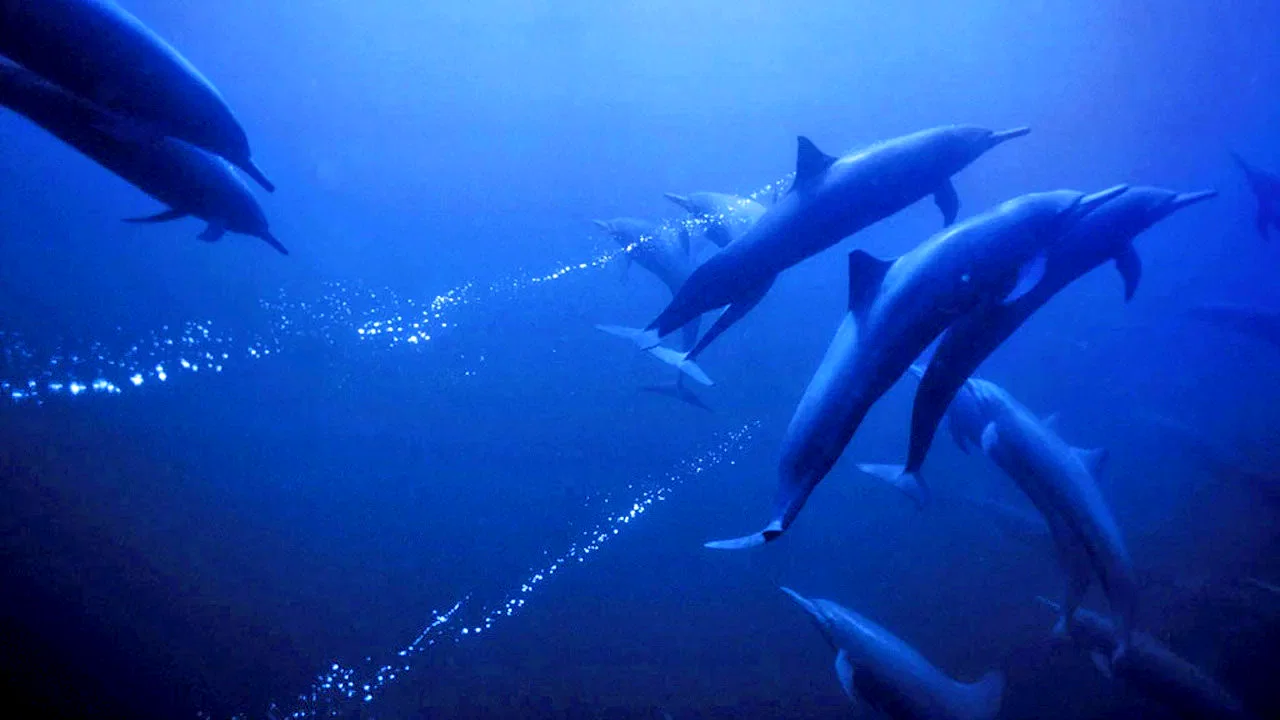 Photo 2 du film : La planète bleue