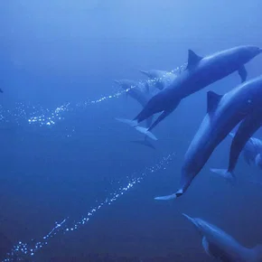 Photo du film : La planète bleue