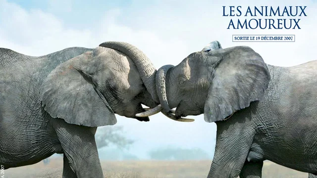 Photo 3 du film : Les animaux