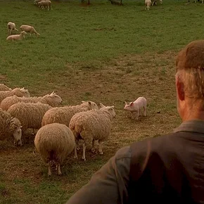 Photo du film : Le berger